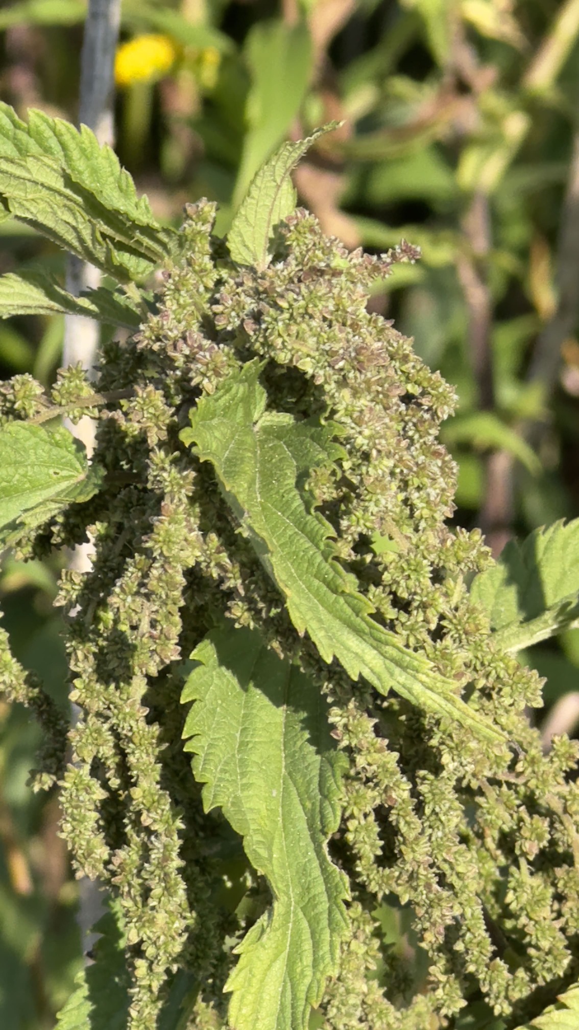 Oxymel und Konservierung