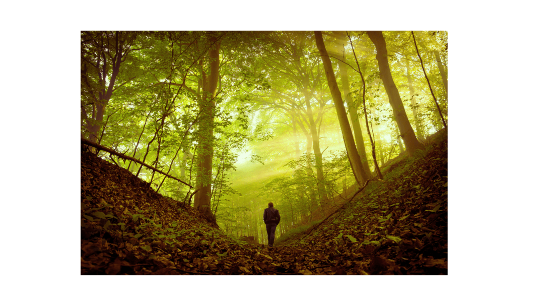 Ein Mann geht auf einem herbstlichen Waldweg, durchflutet von warmem Licht – Symbol für inneren Zugang und neue Perspektiven