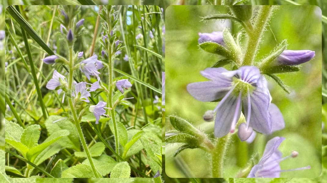 Collage Echter Ehrenpreis, Wuchsform und Blüte