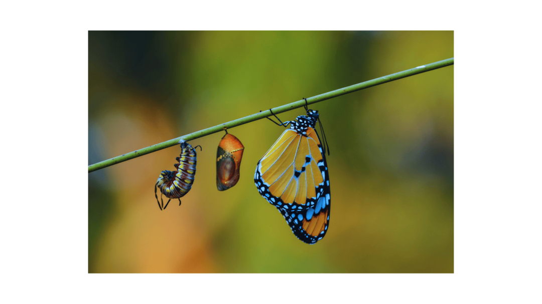 Symbolbild: Raupe verwandelt sich in Schmetterling – Metapher für persönliche Entfaltung