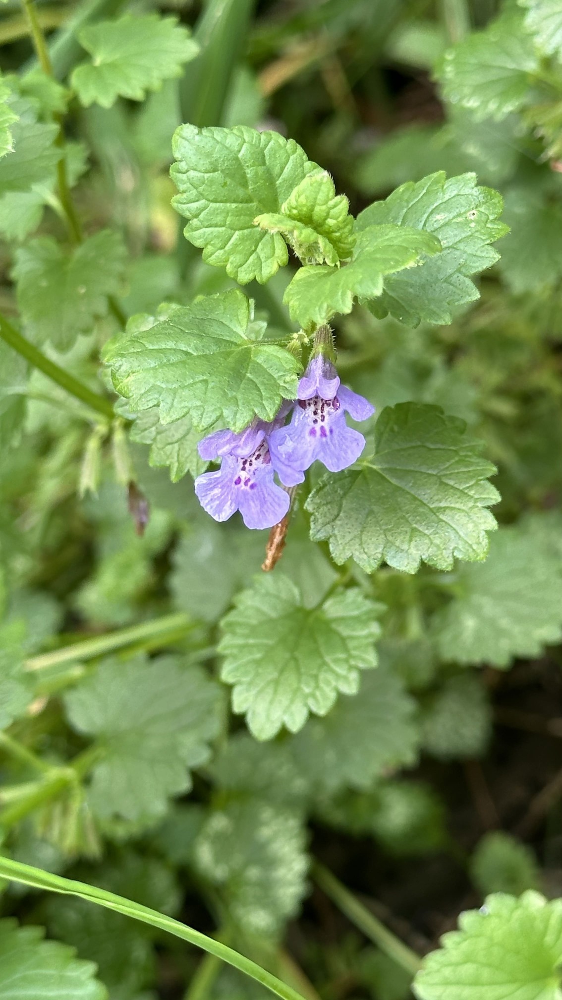 Frühlingskräuter und junge Blätter