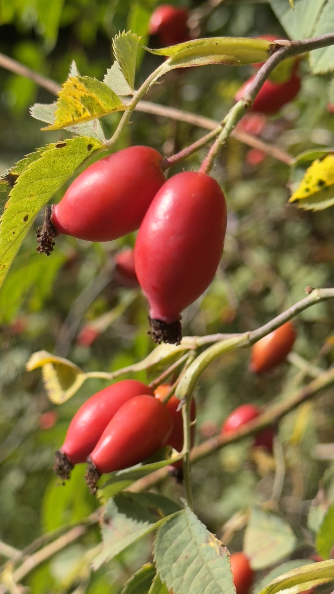 Verarbeitung und Handwerk