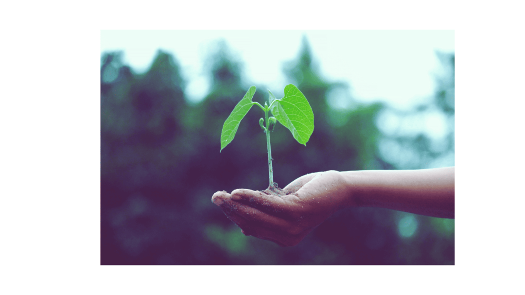 Offene Hand mit Erde, aus der eine kleine Pflanze mit zwei Blättern wächst – Symbol für inneres Wachstum und neue Sicht auf Gesundheit.