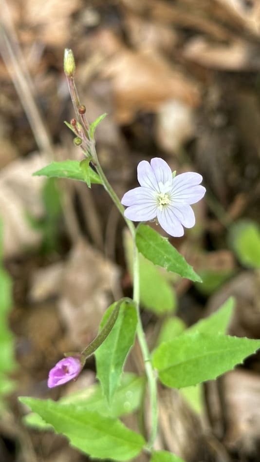 Kleinblütige Weidenröschen-Art mit zartrosa Blüten am Waldrand.