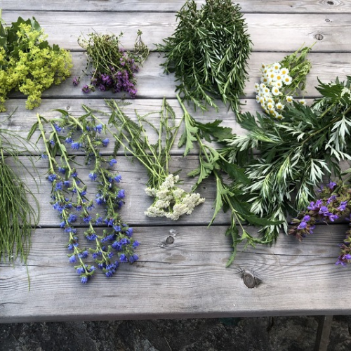 Verschiedene heimische Wildkräuter wie Ackerschachtelhalm, Schafgarbe, Artemisia und Frauenmantel lose auf einem Holztisch aufgelegt – Symbolbild für Kräuterwissen in der Natur