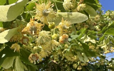 Lindenblüten – mehr als nur Tee: Von der Ernte bis zum selbst destillierten Hydrolat
