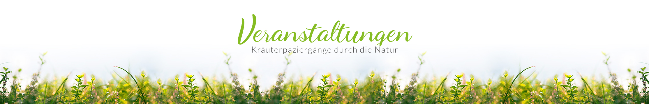 Symbolbild für Naturspaziergänge – helle Wiese mit Pflanzen im Vordergrund, weicher Hintergrund, frühlingshafte Stimmung