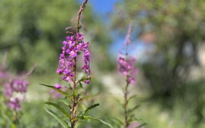 Schmalblättriges Weidenröschen – Heilpflanze, Teekraut und Bienenweide