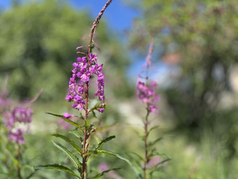 Schmalblättriges Weidenröschen in voller Blüte