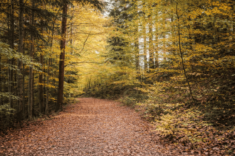 Ruhiger Waldweg im Herbst als Symbol für energetische Begleitung auf der Informationsebene in der Oststeiermark.