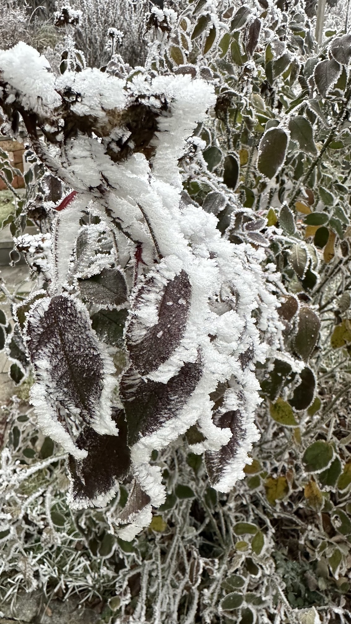 Winterruhe und Rückzug