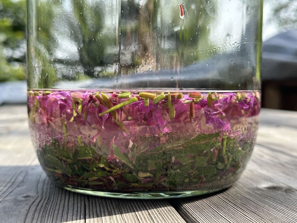 Frisch angesetzte Weidenröschen-Tinktur aus Blüten und Blättern des Schmalblättrigen Weidenröschens.