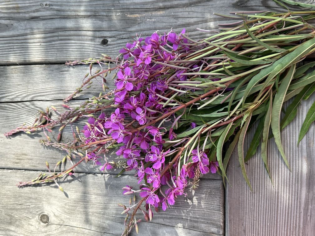 Geerntete Triebspitzen des Schmalblättrigen Weidenröschens (Epilobium angustifolium) für Tee und Tinktur.